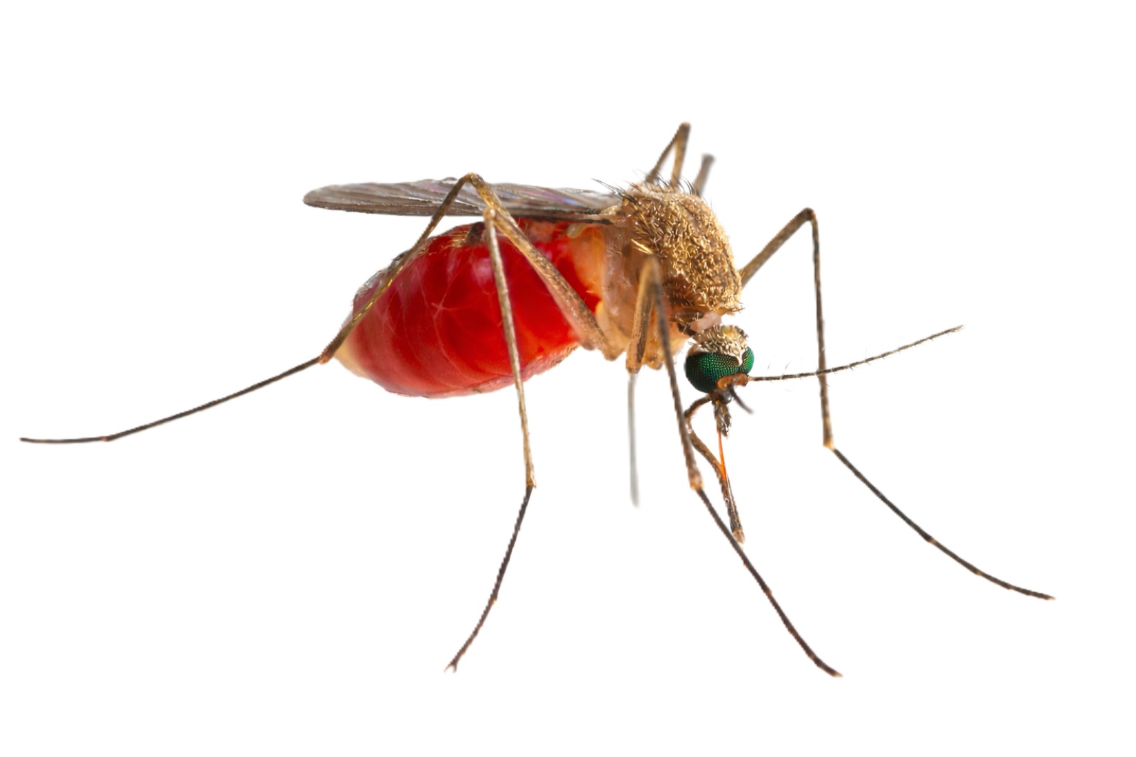 Mosquitoes
