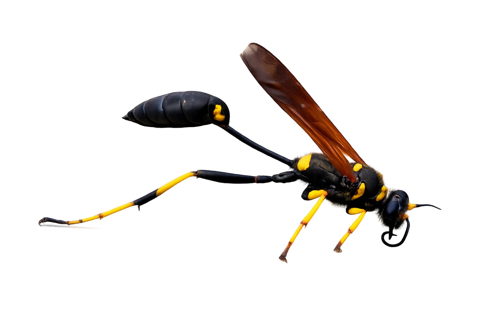 Wasps
