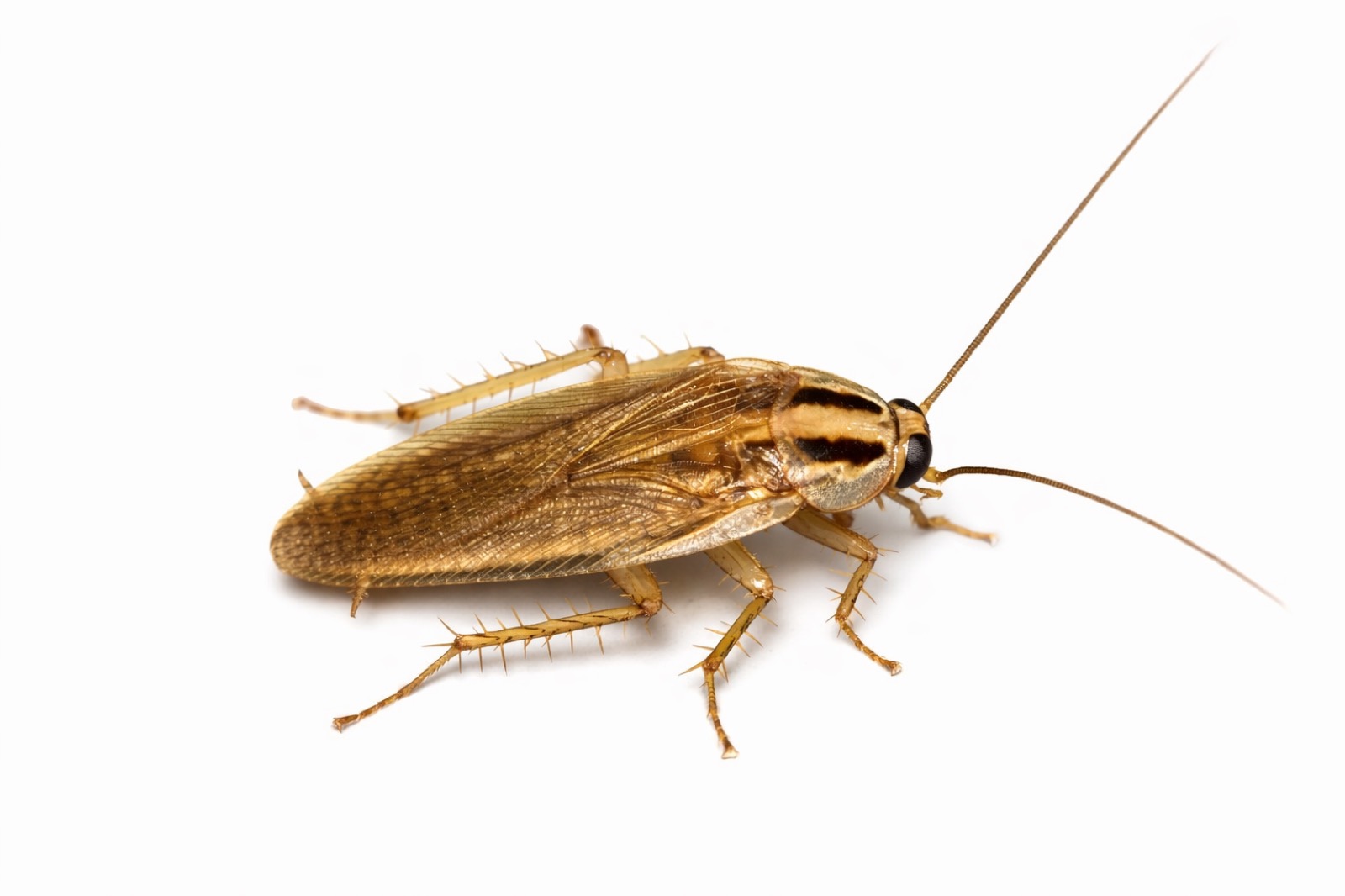 Cockroaches