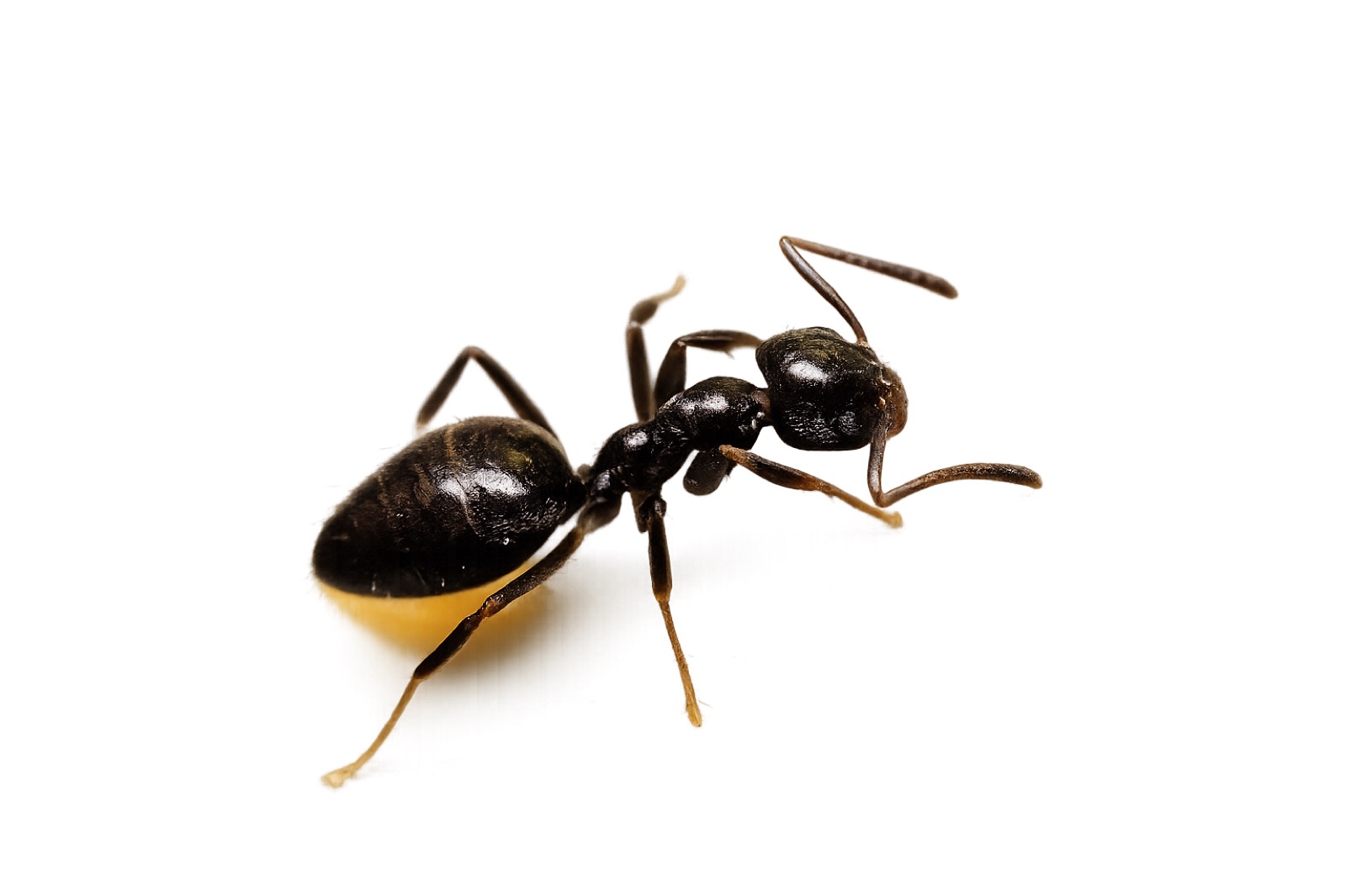 Ants