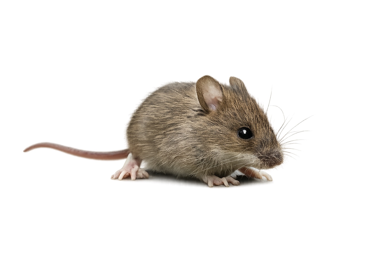 Mice & Rats